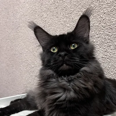 Котенок мейн-кун