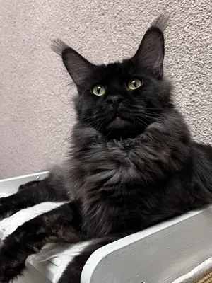 Котенок мейн-кун