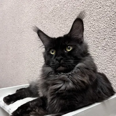 Котенок мейн-кун