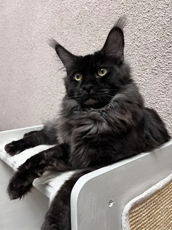 Maine Coon kitten Black smoke MCO ns  Boy
