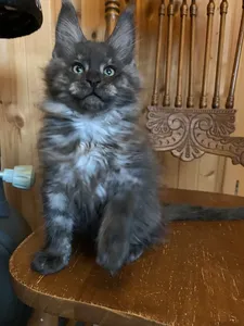 Maine Coon kitten
