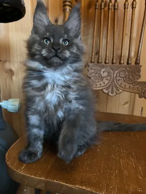 Котенок мейн-кун