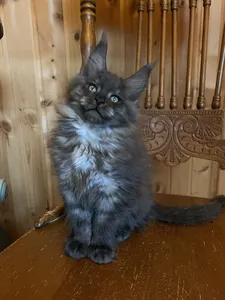 Maine Coon kitten
