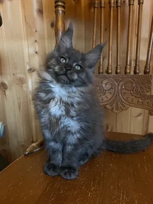 Котенок мейн-кун