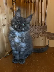 Котенок мейн-кун