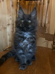 Maine Coon kitten