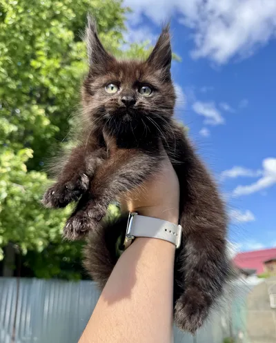 Котенок мейн-кун