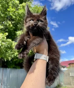 Maine Coon kitten