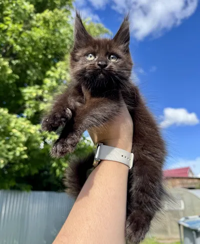 Котенок мейн-кун