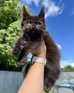 Maine Coon kitten