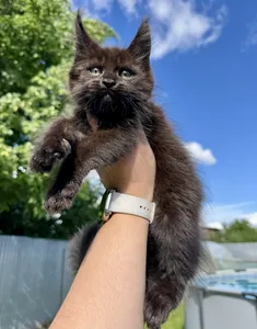 Maine Coon kitten