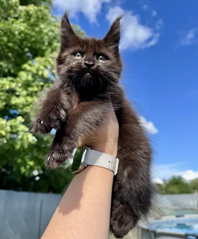 Котенок мейн-кун