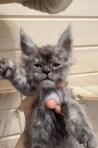id:6136