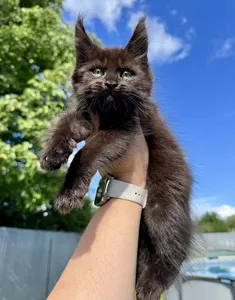 Maine Coon kitten