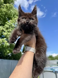 Maine Coon kitten