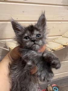id:6137