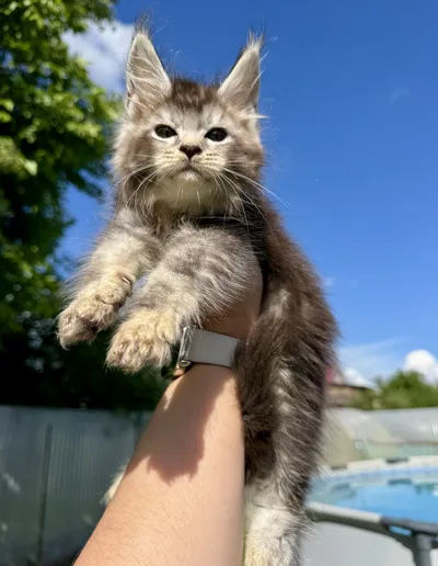 Котенок мейн-кун