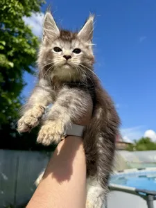 Maine Coon kitten