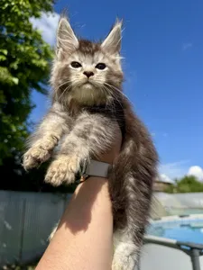 Maine Coon kitten