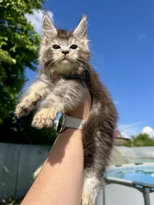 Maine Coon kitten