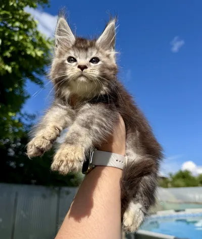 Котенок мейн-кун