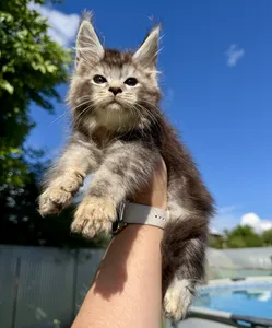 Maine Coon kitten