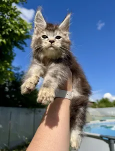 Maine Coon kitten