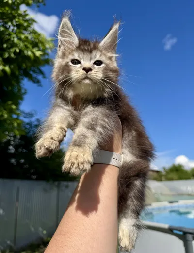 Котенок мейн-кун