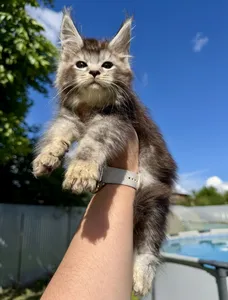 Maine Coon kitten