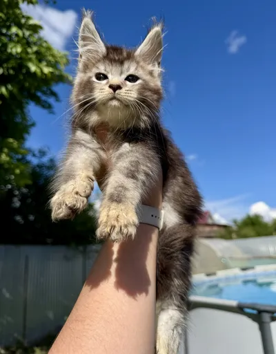 Котенок мейн-кун