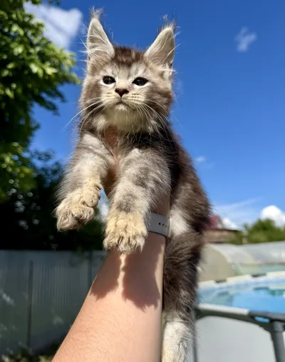 Котенок мейн-кун