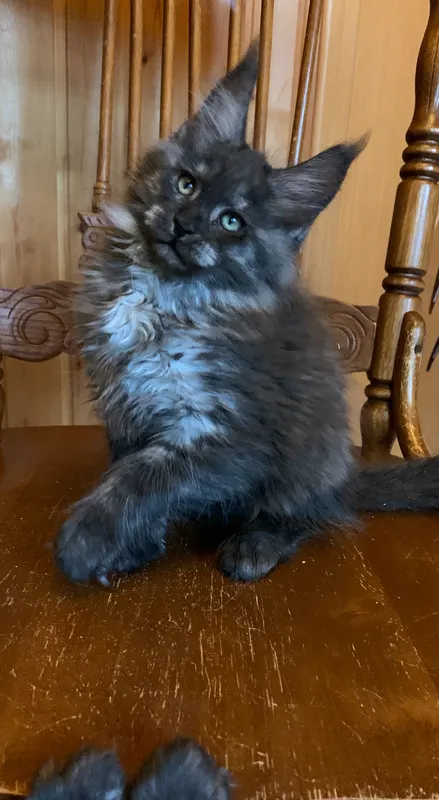 Maine Coon kitten Black smoke MCO ns  Boy