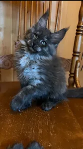 Maine Coon kitten
