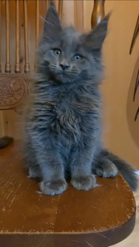 Котенок мейн-кун Голубой MCO a  Мальчик