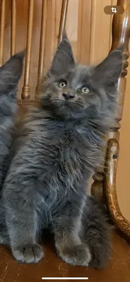 Котенок мейн-кун