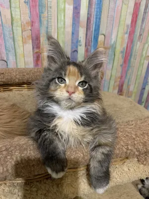 Maine Coon kitten