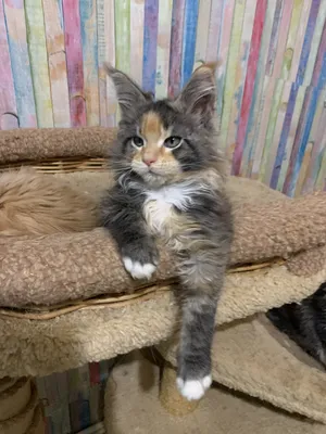 Maine Coon kitten