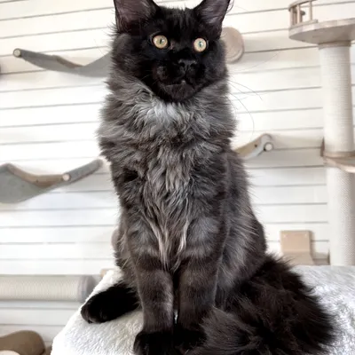 Котенок мейн-кун