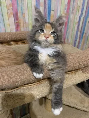 Maine Coon kitten