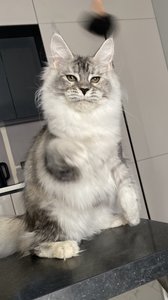 id:69096