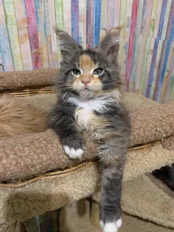 Maine Coon kitten Tortie Classic Tabby MCO f 22 Girl