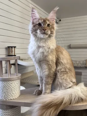 Котенок мейн-кун