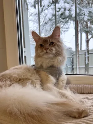 Котенок мейн-кун