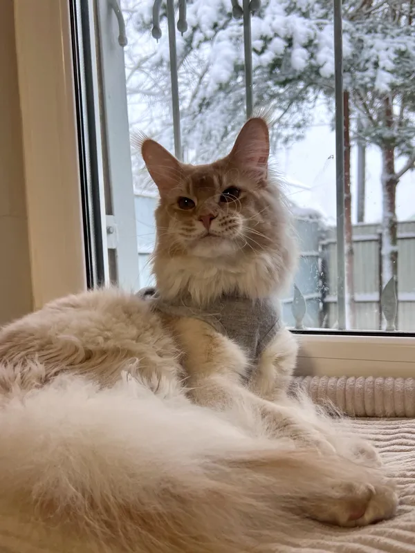 Котенок мейн-кун Красный тикированный  на  серебре MCO ds 25 Мальчик