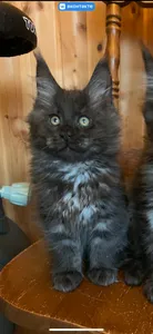 Maine Coon kitten