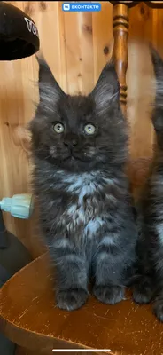 Котенок мейн-кун