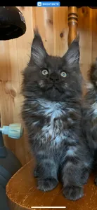 Maine Coon kitten