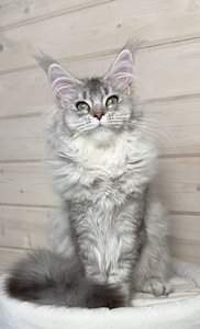 Barbi