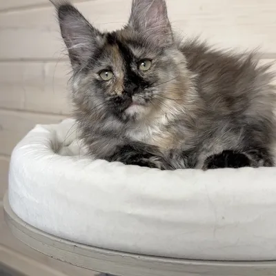 Котенок мейн-кун