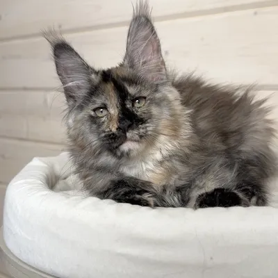 Котенок мейн-кун